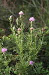 Field thistle